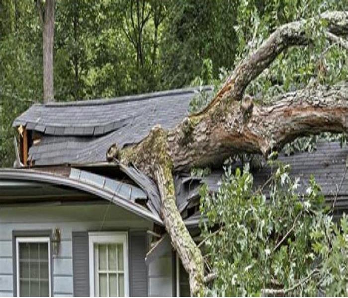 tree damage to a roof 